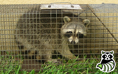 Jurupa Valley trapping